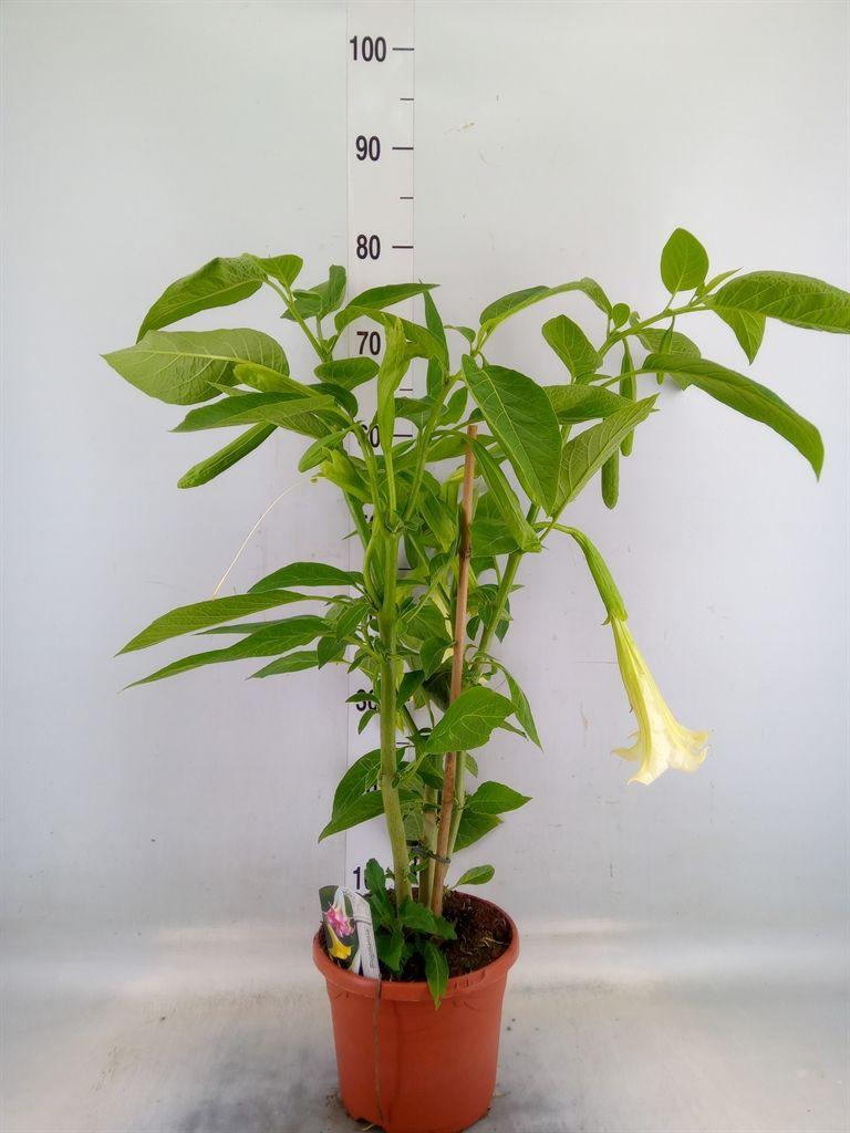 Горшечные цветы и растения оптом Brugmansia   ... от 1шт из Голландии с доставкой по России