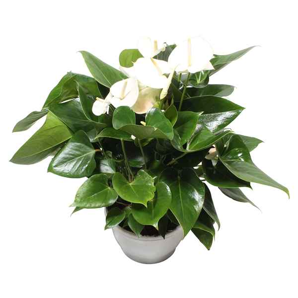 Горшечные цветы и растения оптом Anth An White 8+ от 1шт из Голландии с доставкой по России