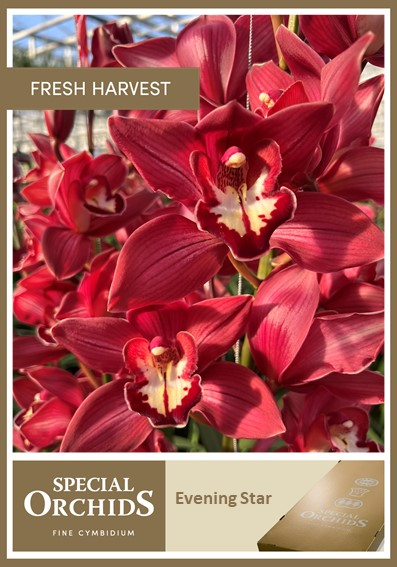 Срезанные цветы оптом Cymbidium red beauty evening от 6шт. из Голландии с доставкой по России