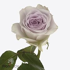 Срезанные цветы оптом Rosa large ayden! от 60шт из Голландии с доставкой по России