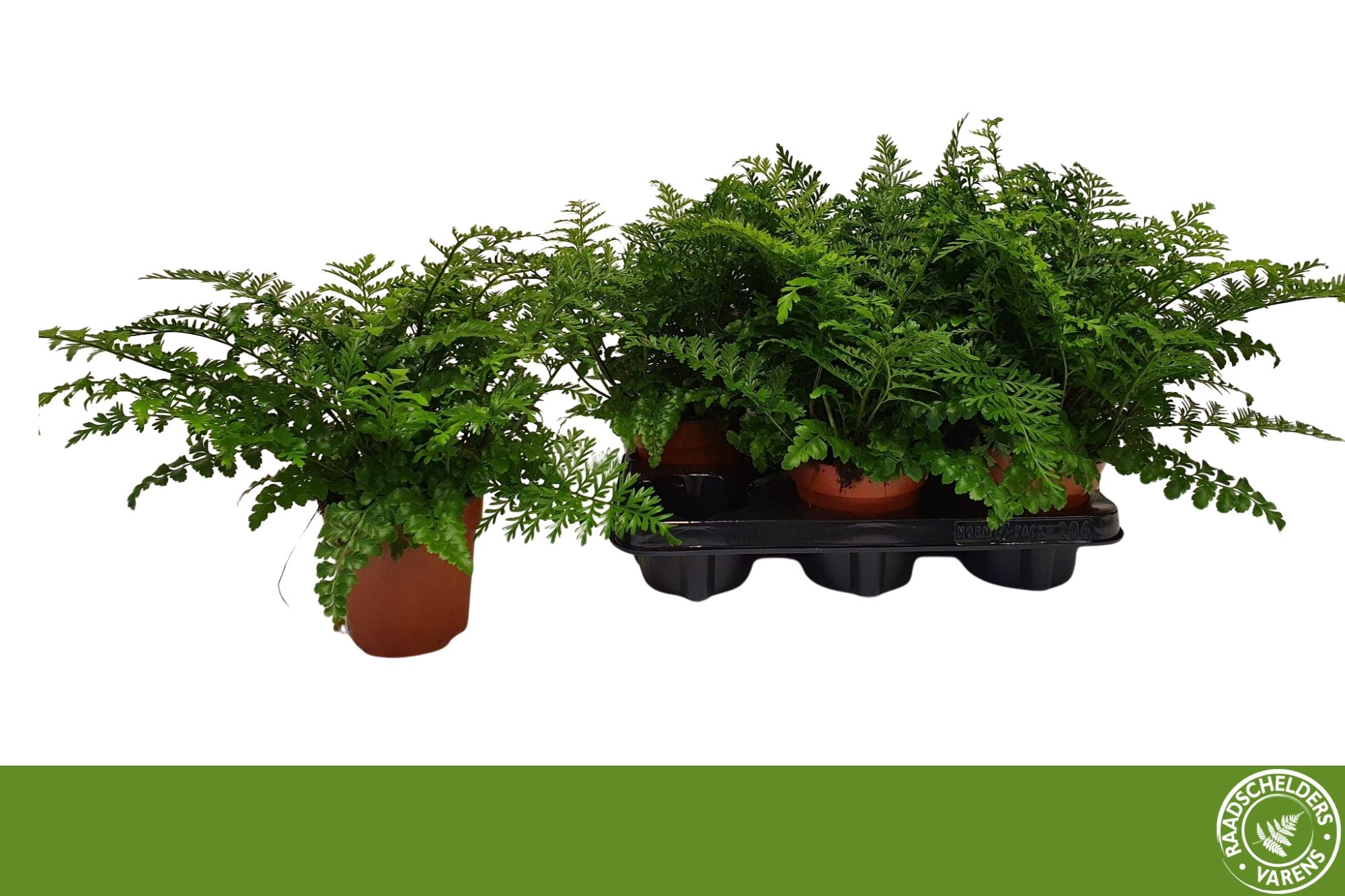 Горшечные цветы и растения оптом Asple Parvati от 6шт из Голландии с доставкой по России