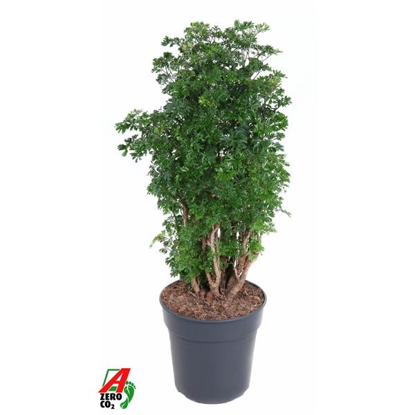 Горшечные цветы и растения оптом Polyscias Roble Branched от 1шт из Голландии с доставкой по России