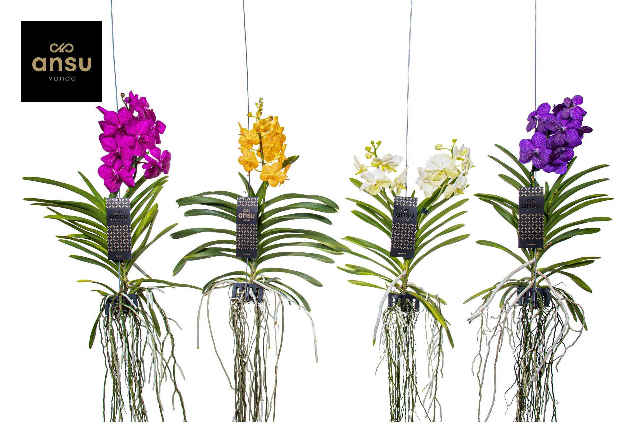 Горшечные цветы и растения оптом Vanda Mix Medium - Colour Mix от 8шт из Голландии с доставкой по России