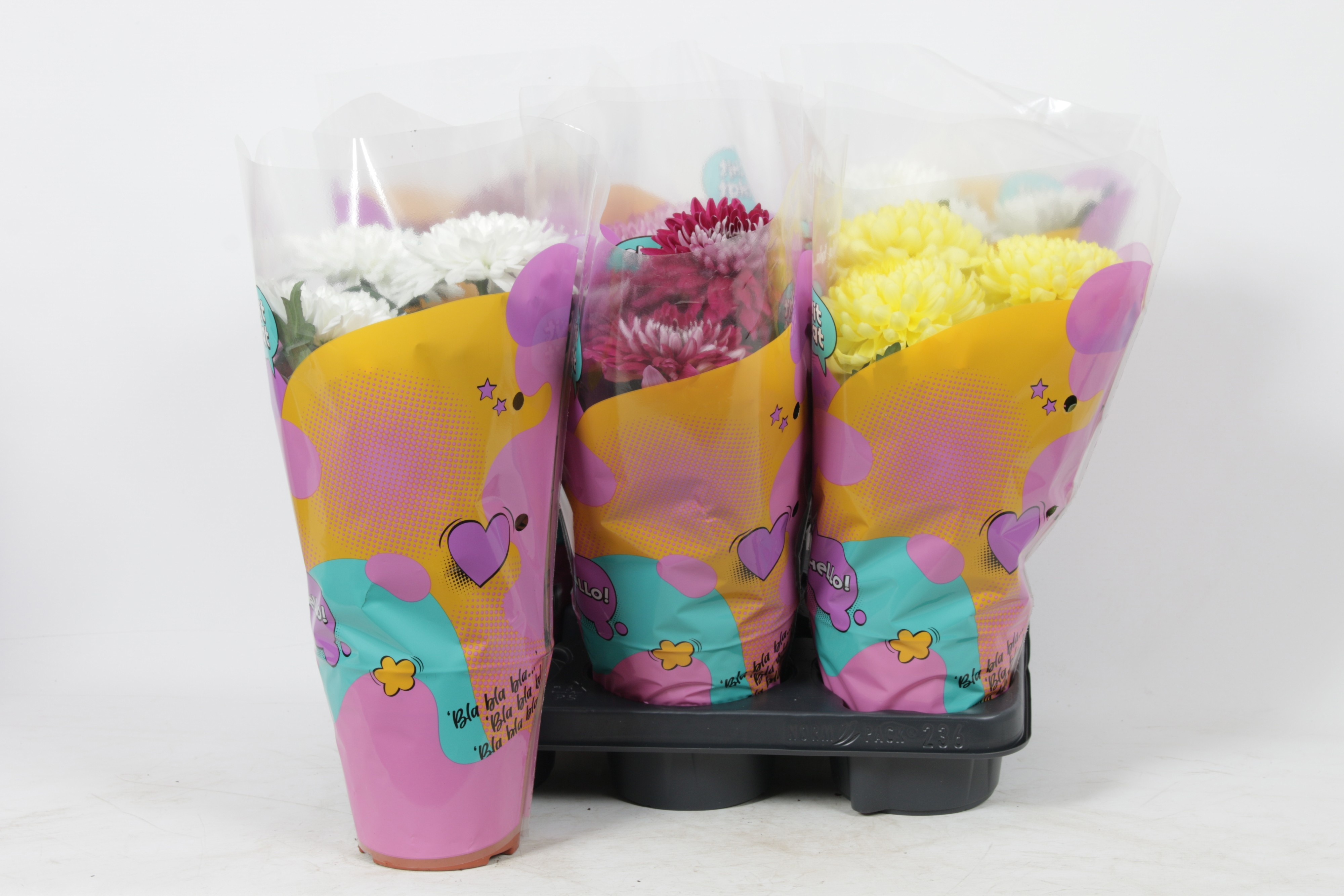 Горшечные цветы и растения оптом Planten Ov от 6шт из Голландии с доставкой по России