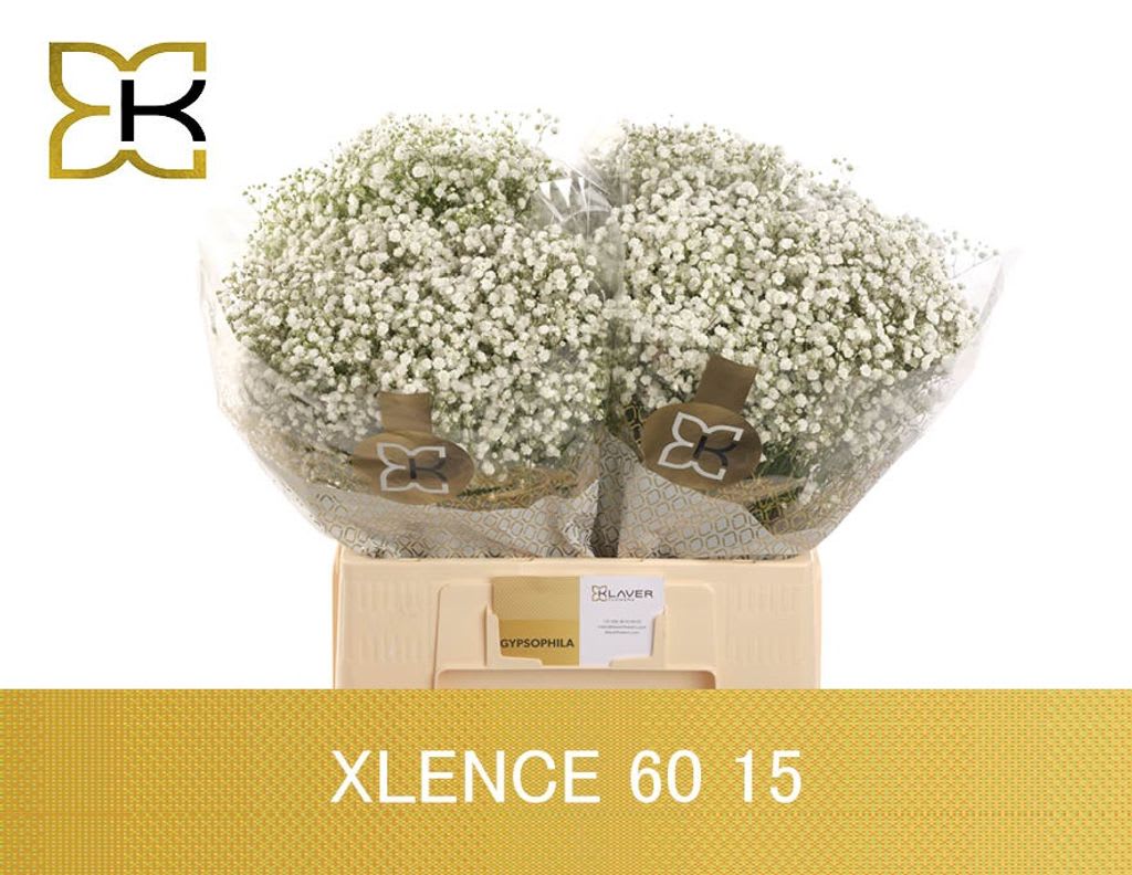 Срезанные цветы оптом Gyps xlence от 100шт из Голландии с доставкой по России