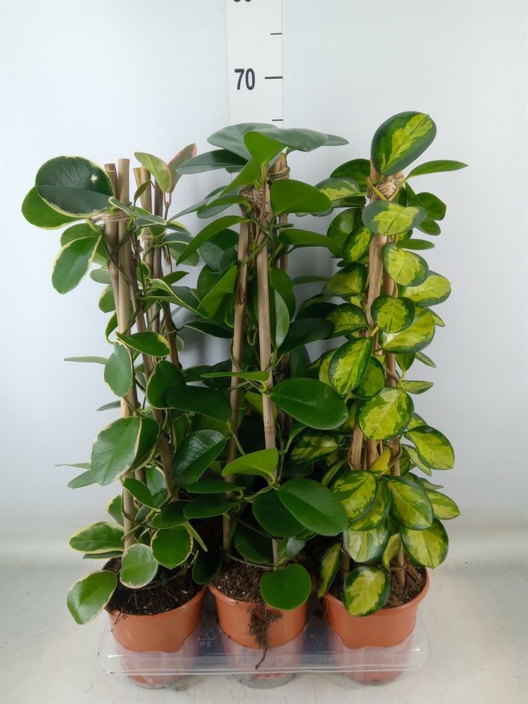 Горшечные цветы и растения оптом Hoya   ...mix от 6шт из Голландии с доставкой по России