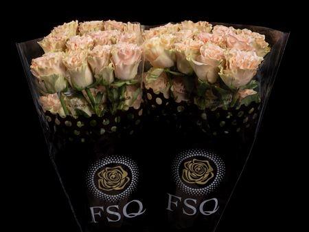 Срезанные цветы оптом Rosa ec exotix pop от 20шт из Голландии с доставкой по России