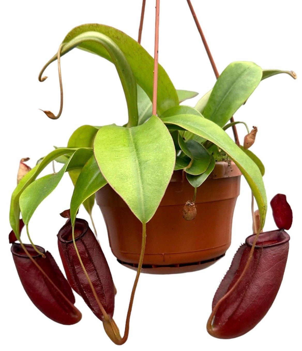 Горшечные цветы и растения оптом Nepenthes Monkey Jars Diana от 4шт из Голландии с доставкой по России