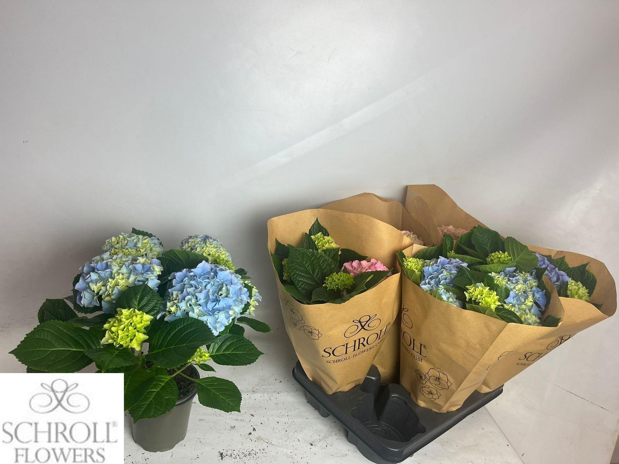 Горшечные цветы и растения оптом Hydr M Gem от 6шт из Голландии с доставкой по России