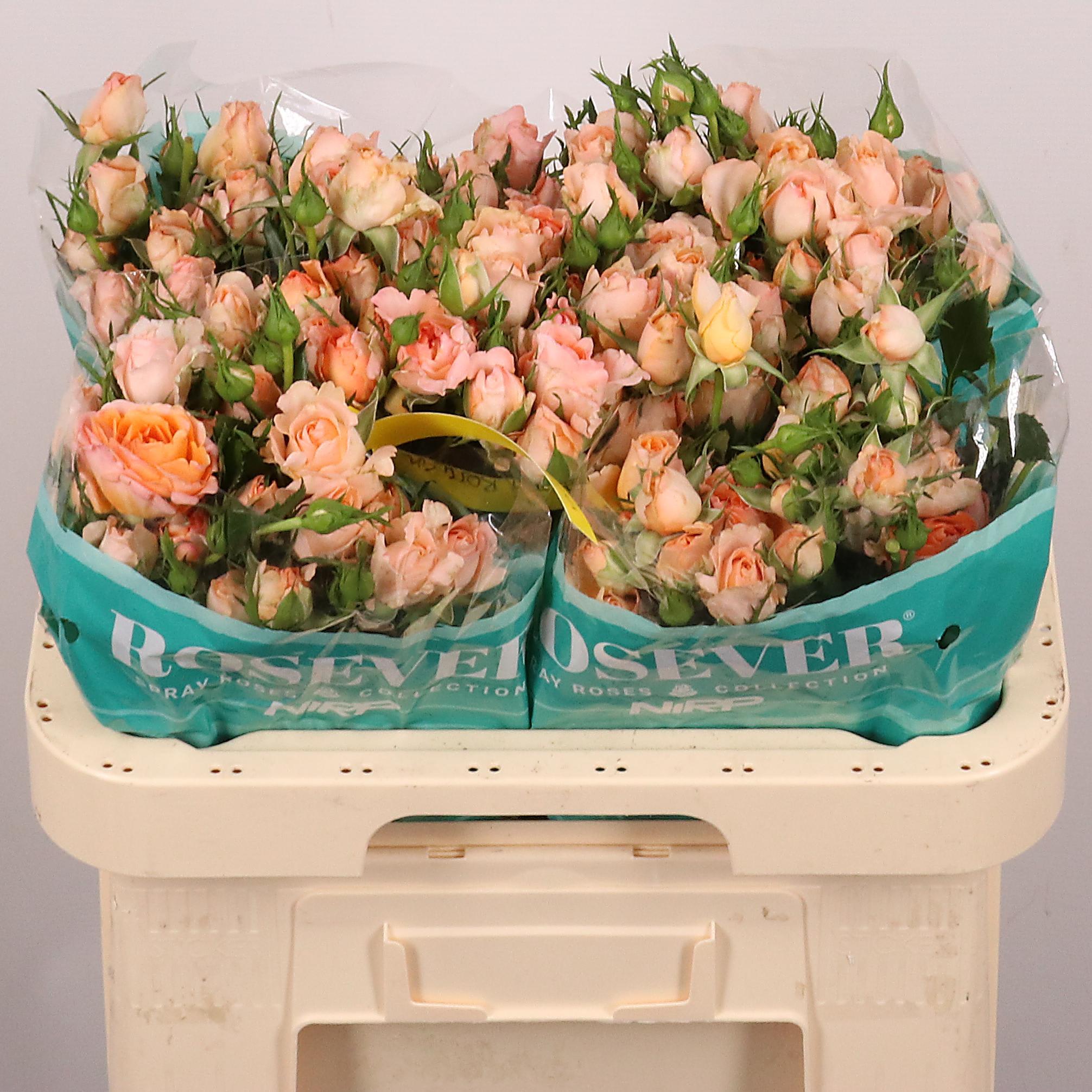 Срезанные цветы оптом Rosa spray vanity rosever от 30шт из Голландии с доставкой по России