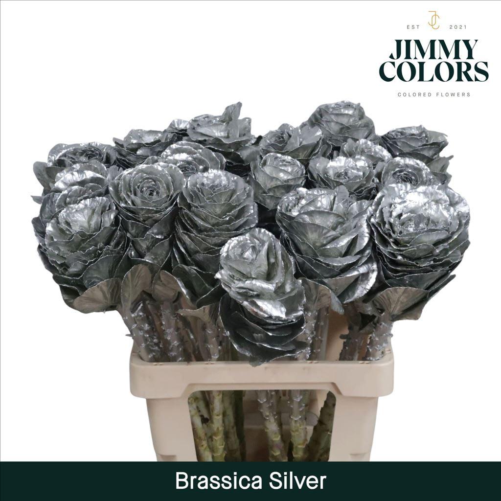 Срезанные цветы оптом Brassica L60 Silver от 20шт из Голландии с доставкой по России