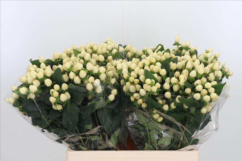Срезанные цветы оптом Hypericum mag white princes от 100шт из Голландии с доставкой по России
