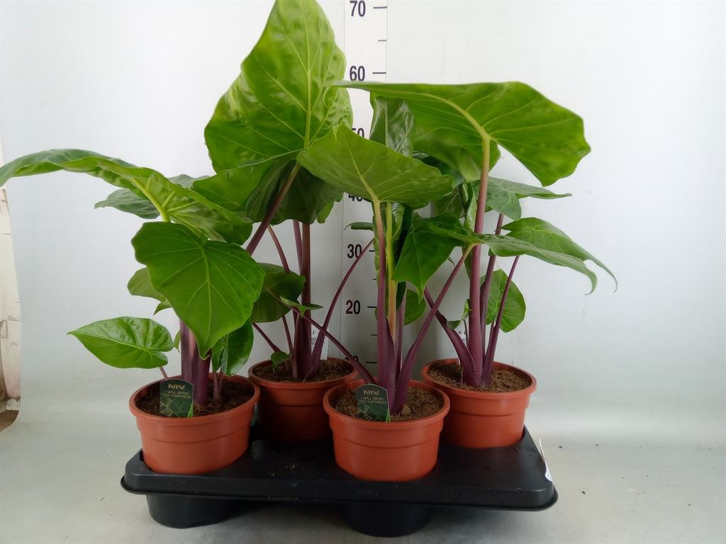 Горшечные цветы и растения оптом Alocasia   ... от 4шт (для телеги) из Голландии с доставкой по России