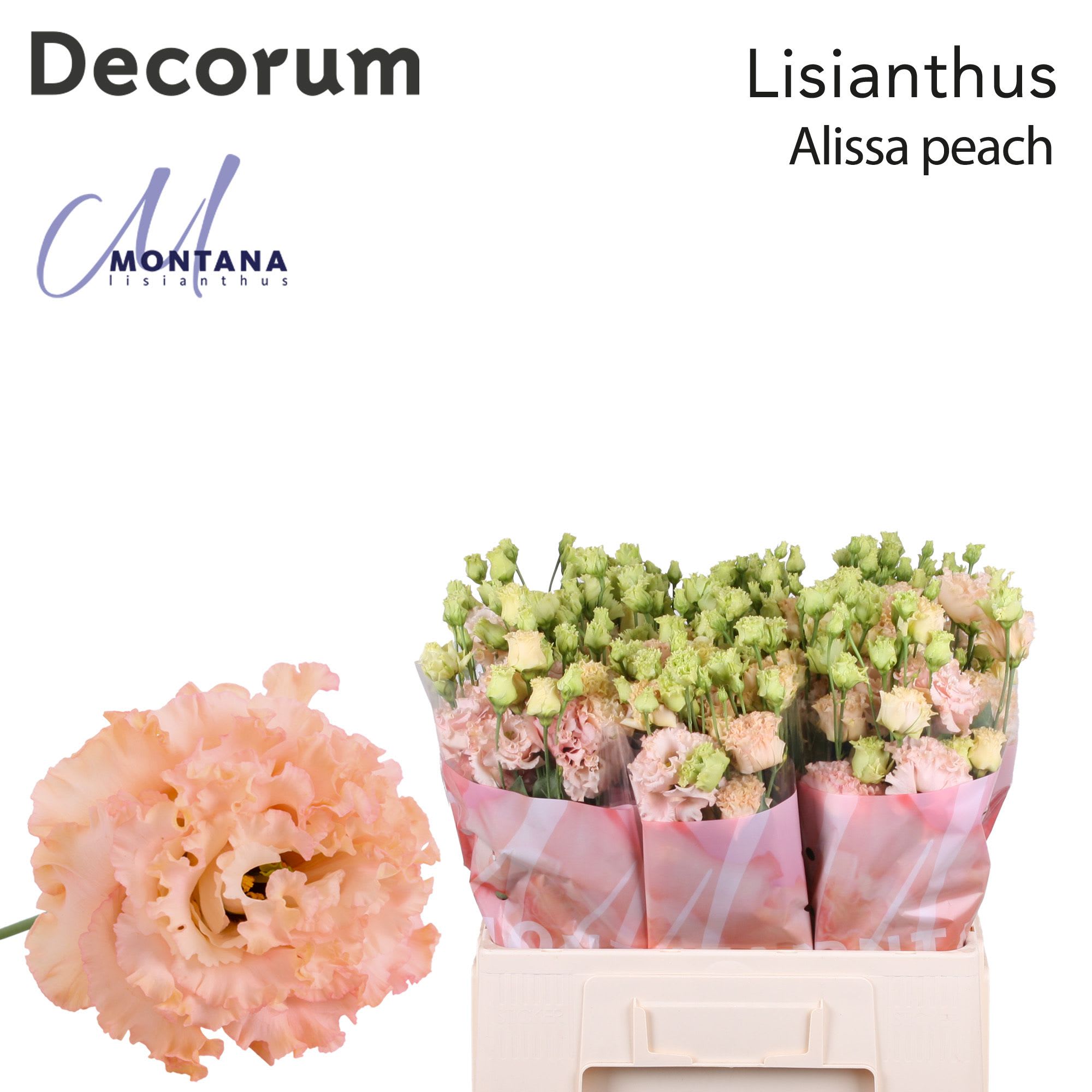 Срезанные цветы оптом Lisianthus do alissa peach от 50шт из Голландии с доставкой по России