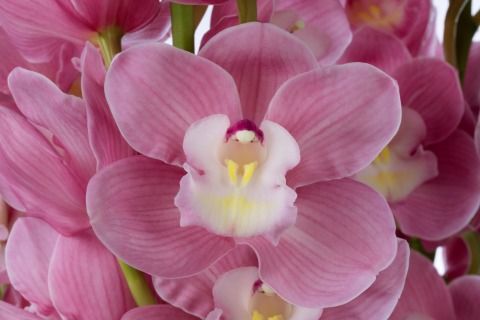 Срезанные цветы оптом Cymbidium pink marita от 6шт из Голландии с доставкой по России