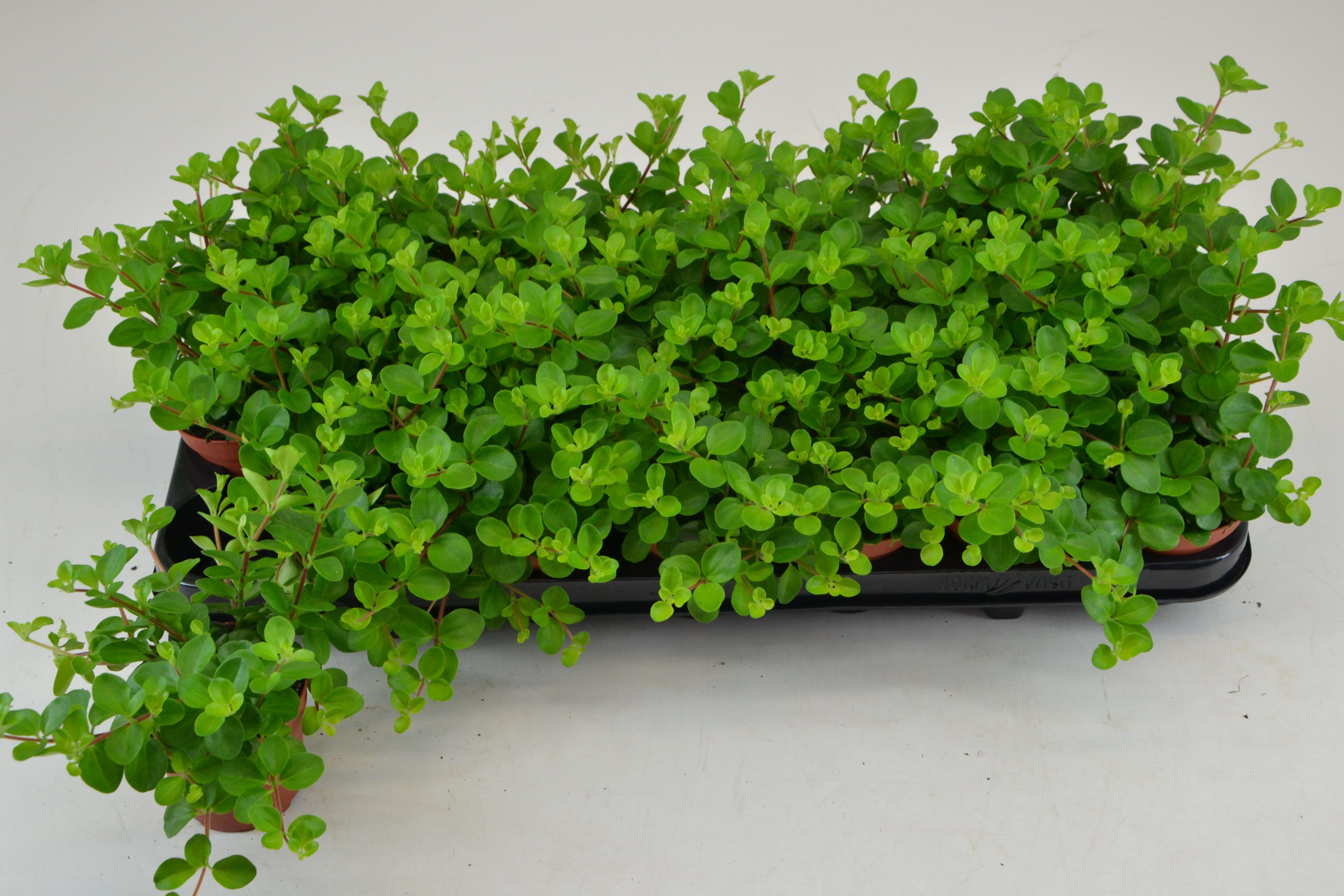 Горшечные цветы и растения оптом Pep Rotundifolia от 21шт (для телеги) из Голландии с доставкой по России