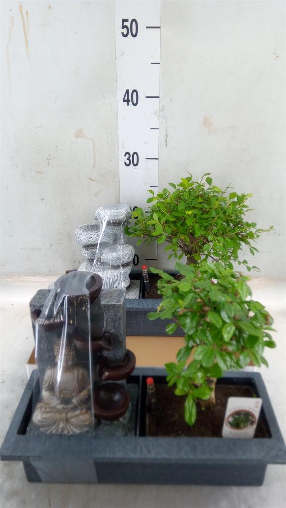 Горшечные цветы и растения оптом Bonsai Mixed S-shape Easy Care In O от 2шт из Голландии с доставкой по России