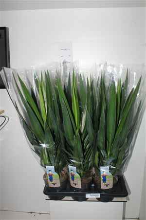 Горшечные цветы и растения оптом Yucca Puck Kopstek от 6шт из Голландии с доставкой по России