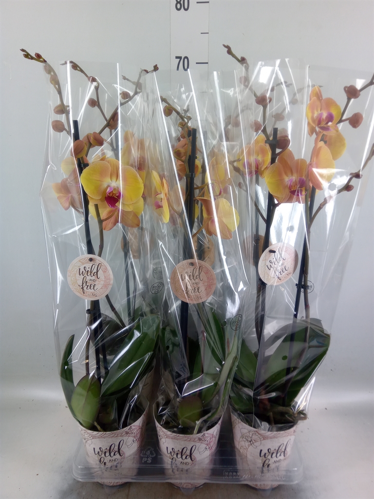 Горшечные цветы и растения оптом Phalaenopsis   ... от 6шт из Голландии с доставкой по России