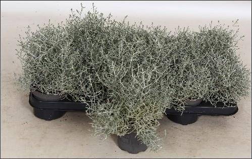 Горшечные цветы и растения оптом Leucoph Brownii от 12шт из Голландии с доставкой по России