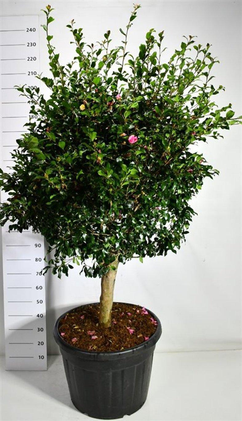 Горшечные цветы и растения оптом Camellia Jap Cleopatra от 1шт из Голландии с доставкой по России