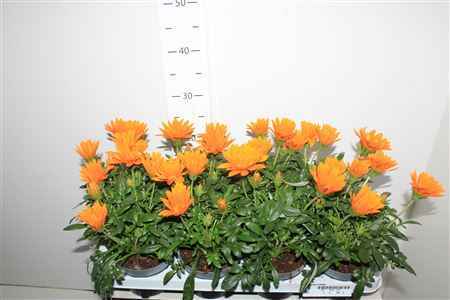 Горшечные цветы и растения оптом Gaz R Deep Orange от 8шт из Голландии с доставкой по России