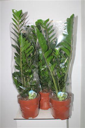 Горшечные цветы и растения оптом Zamio Zamiifolia 5-6 от 1шт из Голландии с доставкой по России