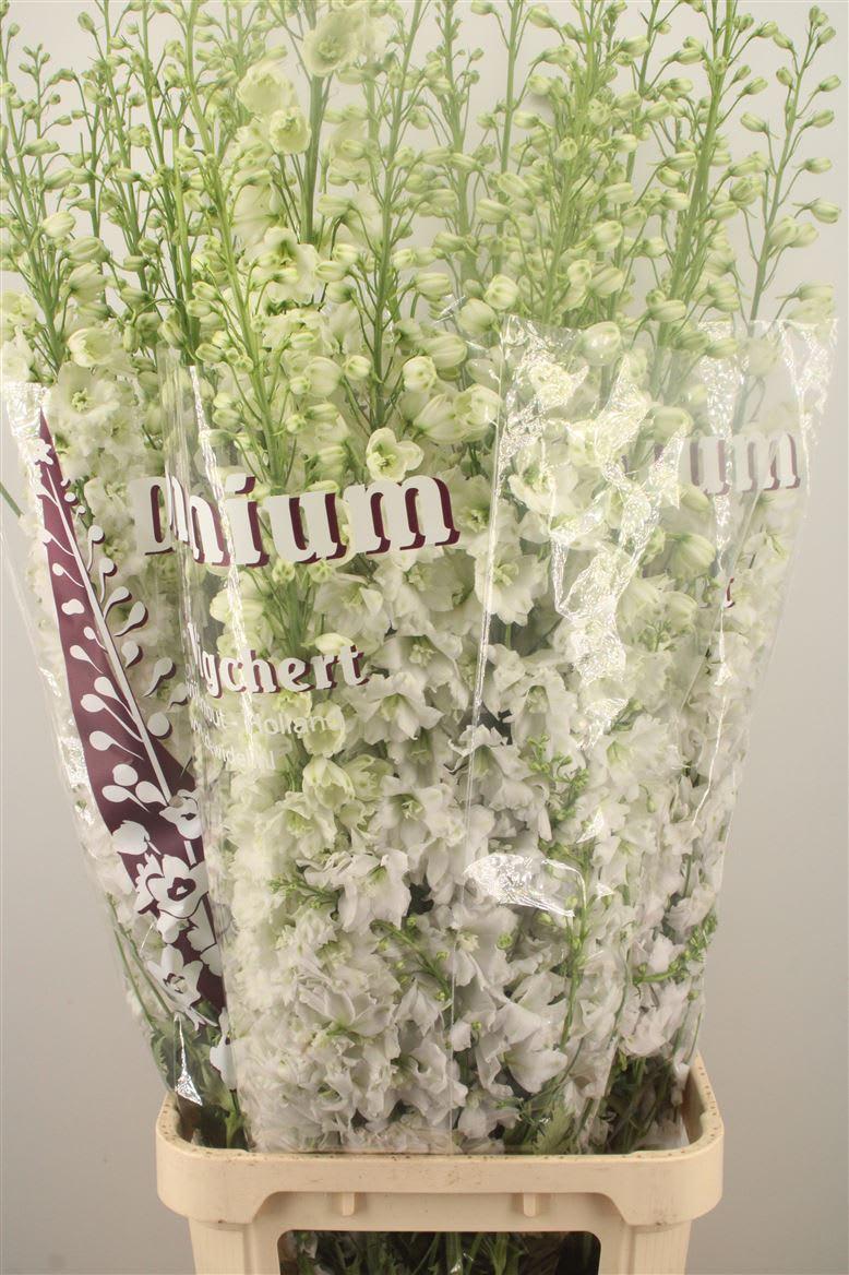 Срезанные цветы оптом Delphinium do dewi white smile от 30шт из Голландии с доставкой по России