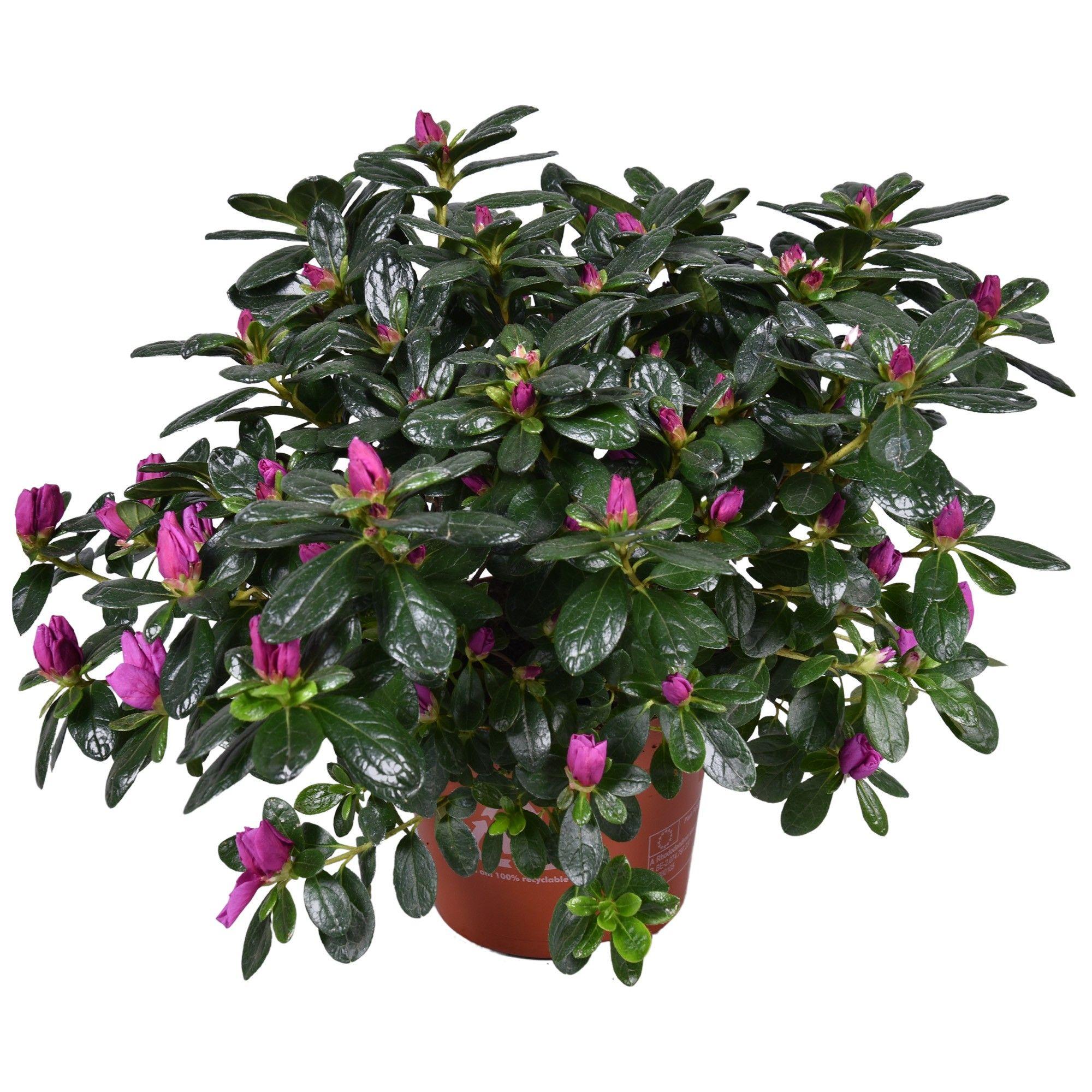 Горшечные цветы и растения оптом Azalea Ostalett Purple от 6шт из Голландии с доставкой по России