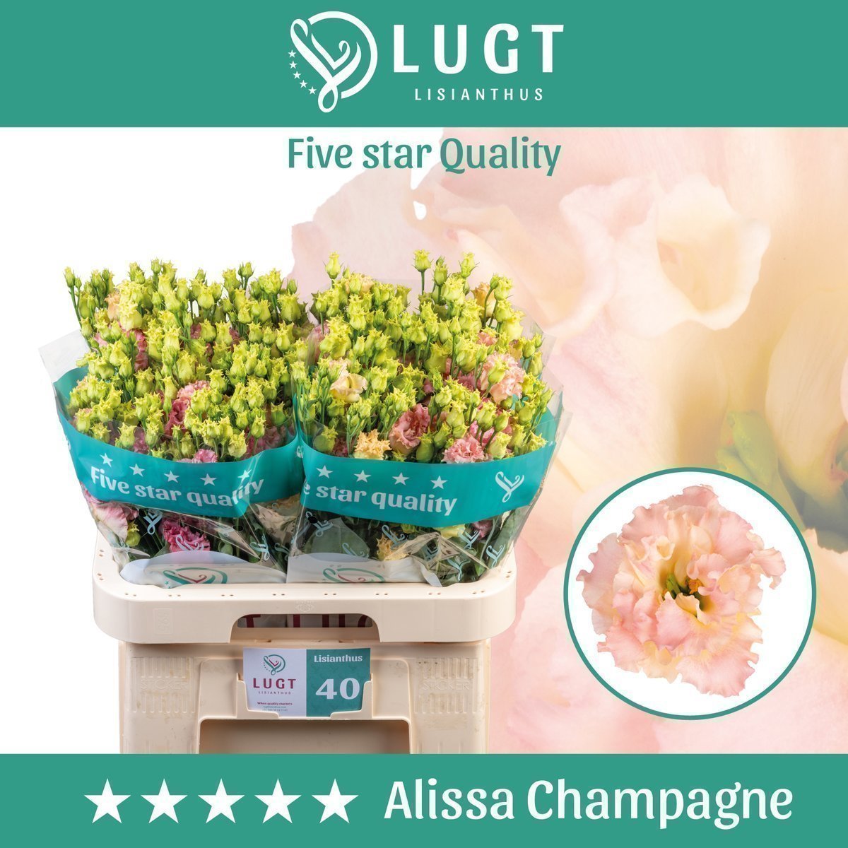 Срезанные цветы оптом Lisianthus do alissa champagne от 140шт.. из Голландии с доставкой по России