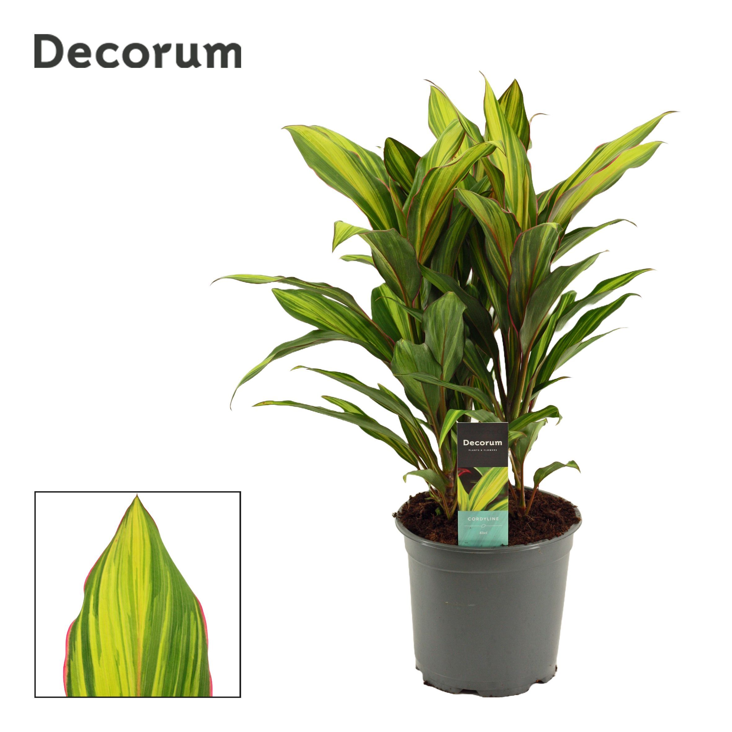 Горшечные цветы и растения оптом Cordyline Kiwi 3pp (decorum) от 5шт из Голландии с доставкой по России