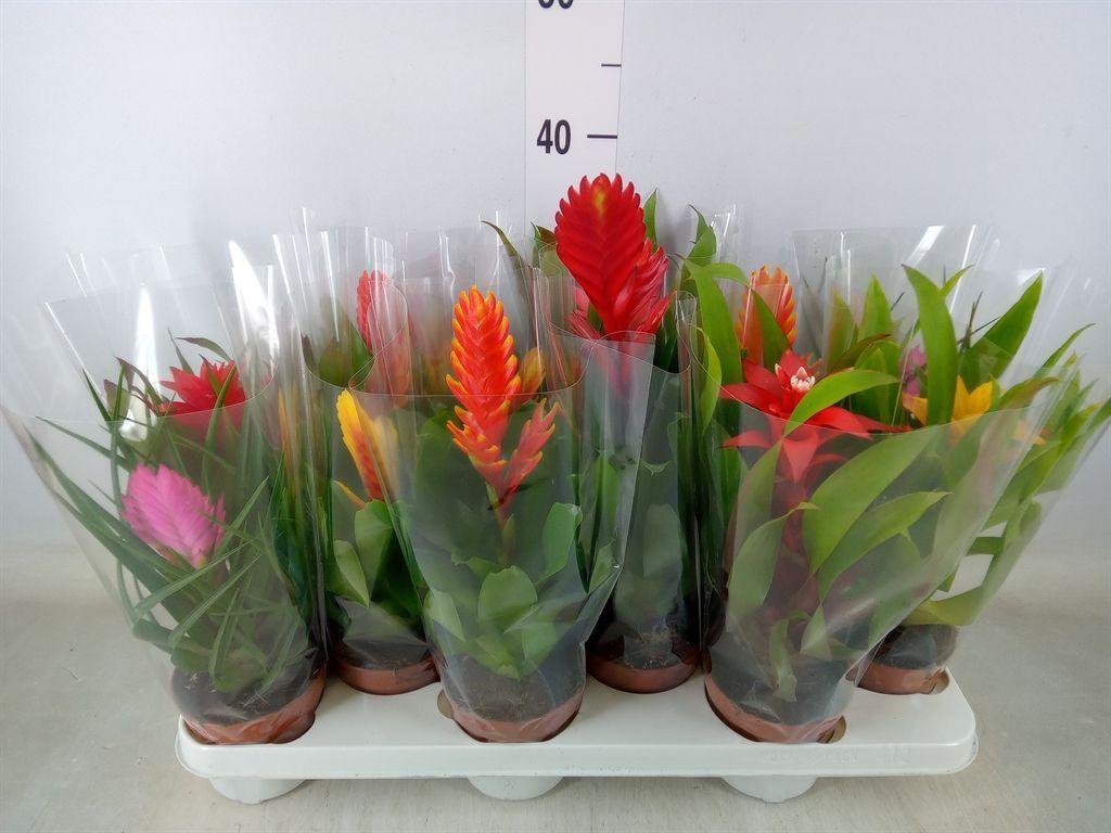 Горшечные цветы и растения оптом Bromelia   ...mix от 12шт из Голландии с доставкой по России