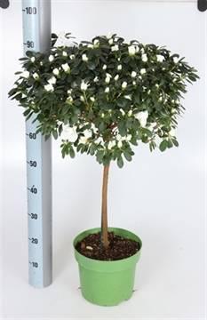 Горшечные цветы и растения оптом Rhodo Si Ov от 1шт из Голландии с доставкой по России