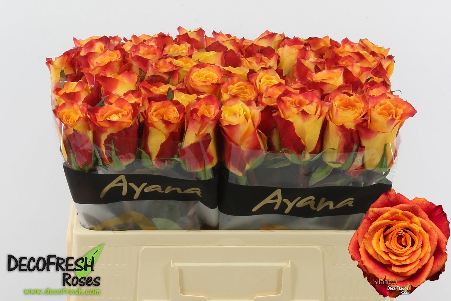 Срезанные цветы оптом Rosa large silantoi от 50шт. из Голландии с доставкой по России