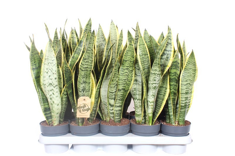 Горшечные цветы и растения оптом Sansevieria Laurentii Xl от 10шт из Голландии с доставкой по России