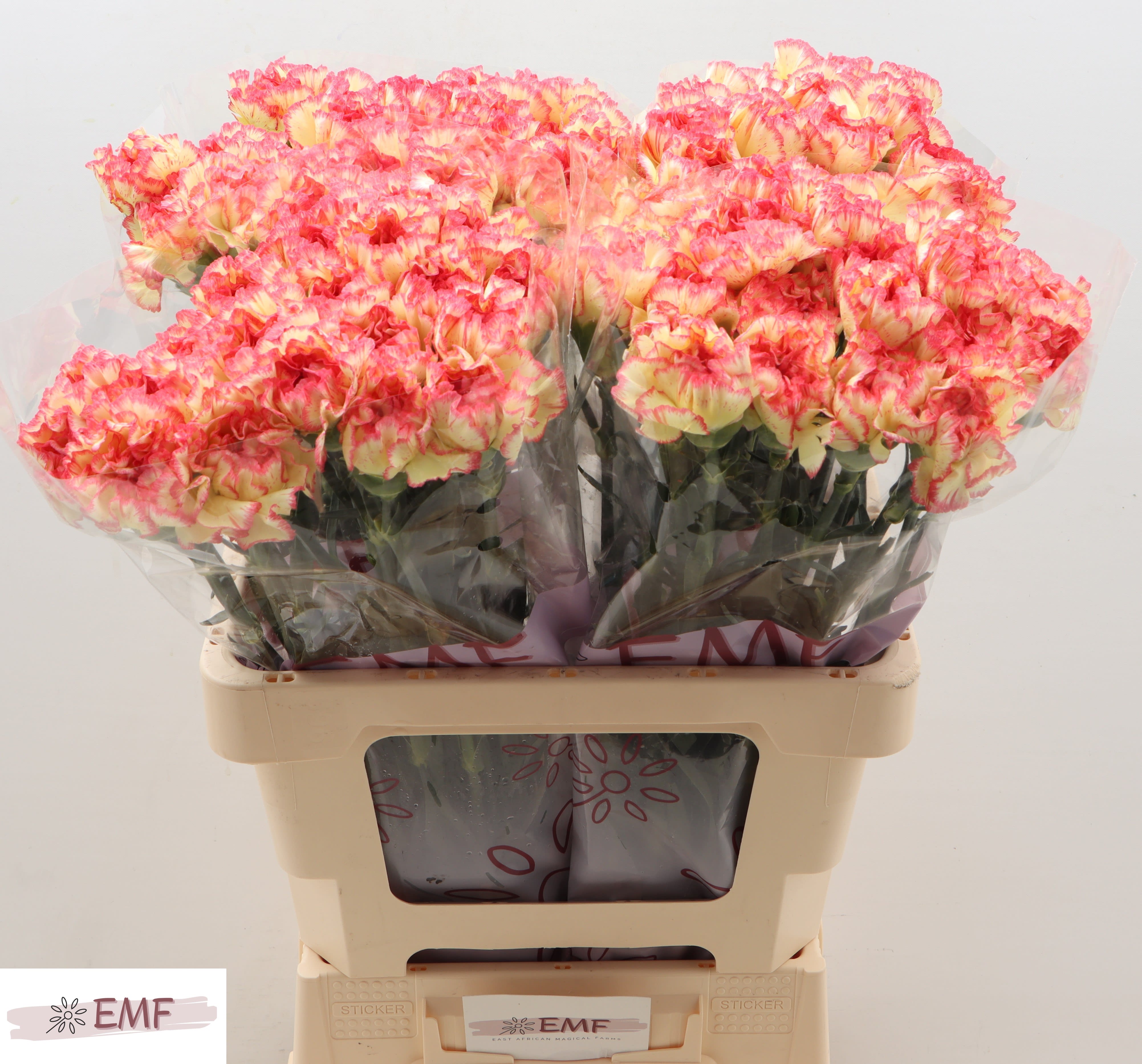 Срезанные цветы оптом Dianthus st lorca от 80шт из Голландии с доставкой по России