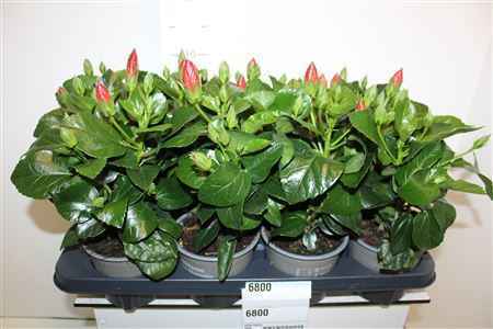 Горшечные цветы и растения оптом Hibis Kandy 3 Branche от 8шт из Голландии с доставкой по России