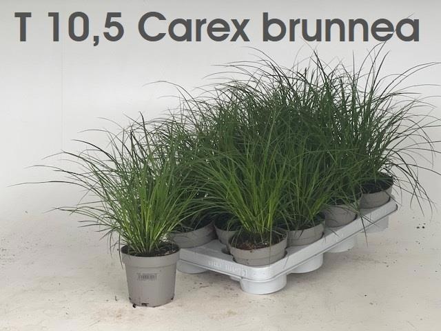 Горшечные цветы и растения оптом Carex Brunnea от 11шт из Голландии с доставкой по России