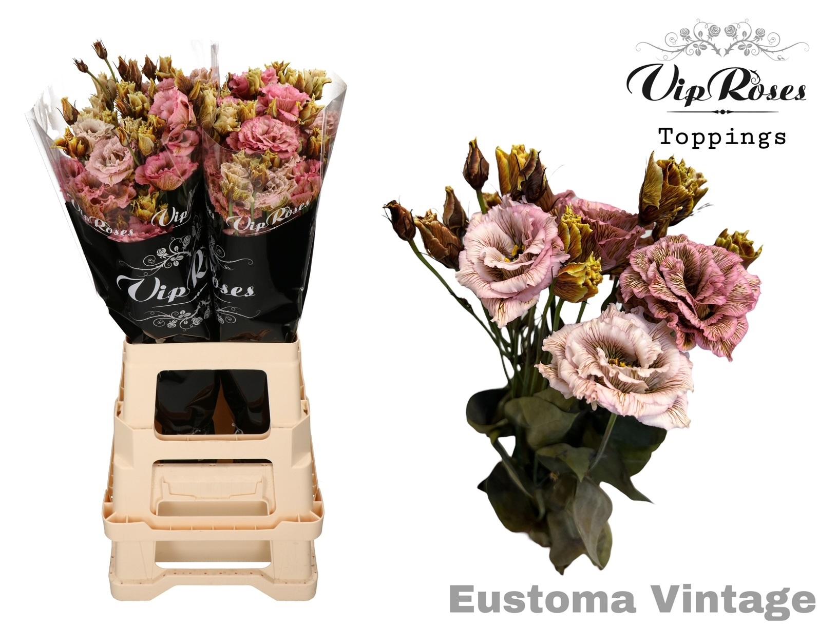 Срезанные цветы оптом Lisianthus do paint alissa vintage от 20шт. из Голландии с доставкой по России