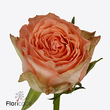 Срезанные цветы оптом Rosa large barbarella от 30шт из Голландии с доставкой по России