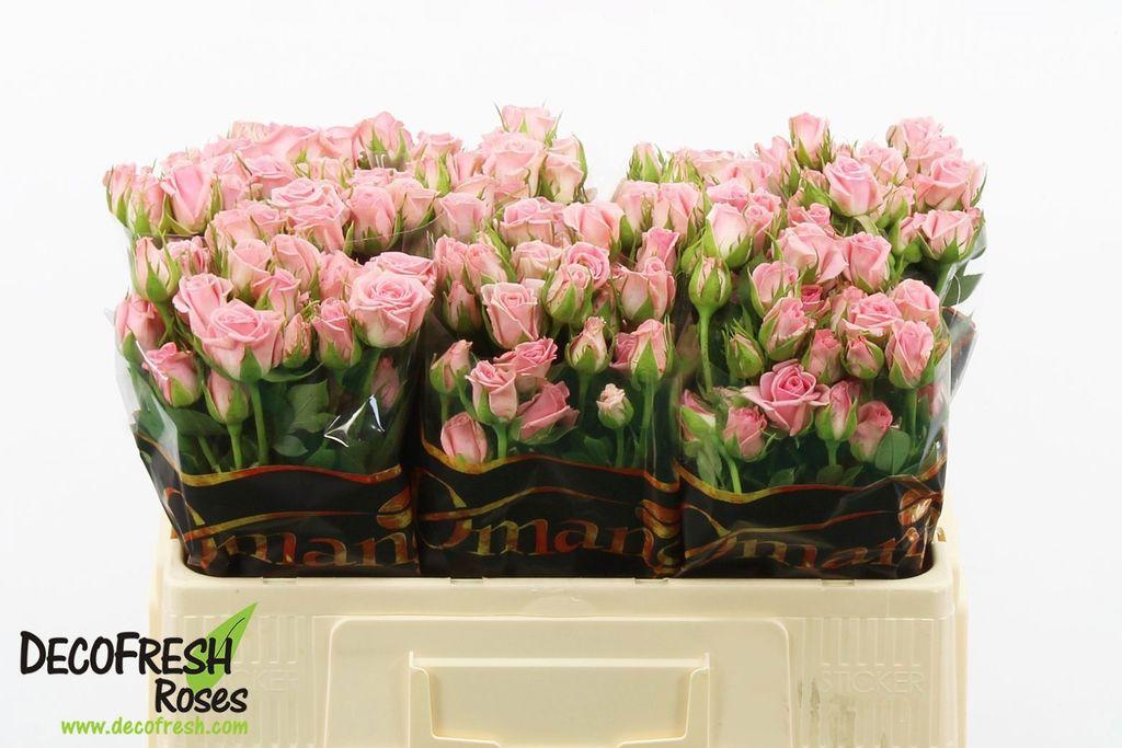 Срезанные цветы оптом Rosa spray odilia от 50шт из Голландии с доставкой по России