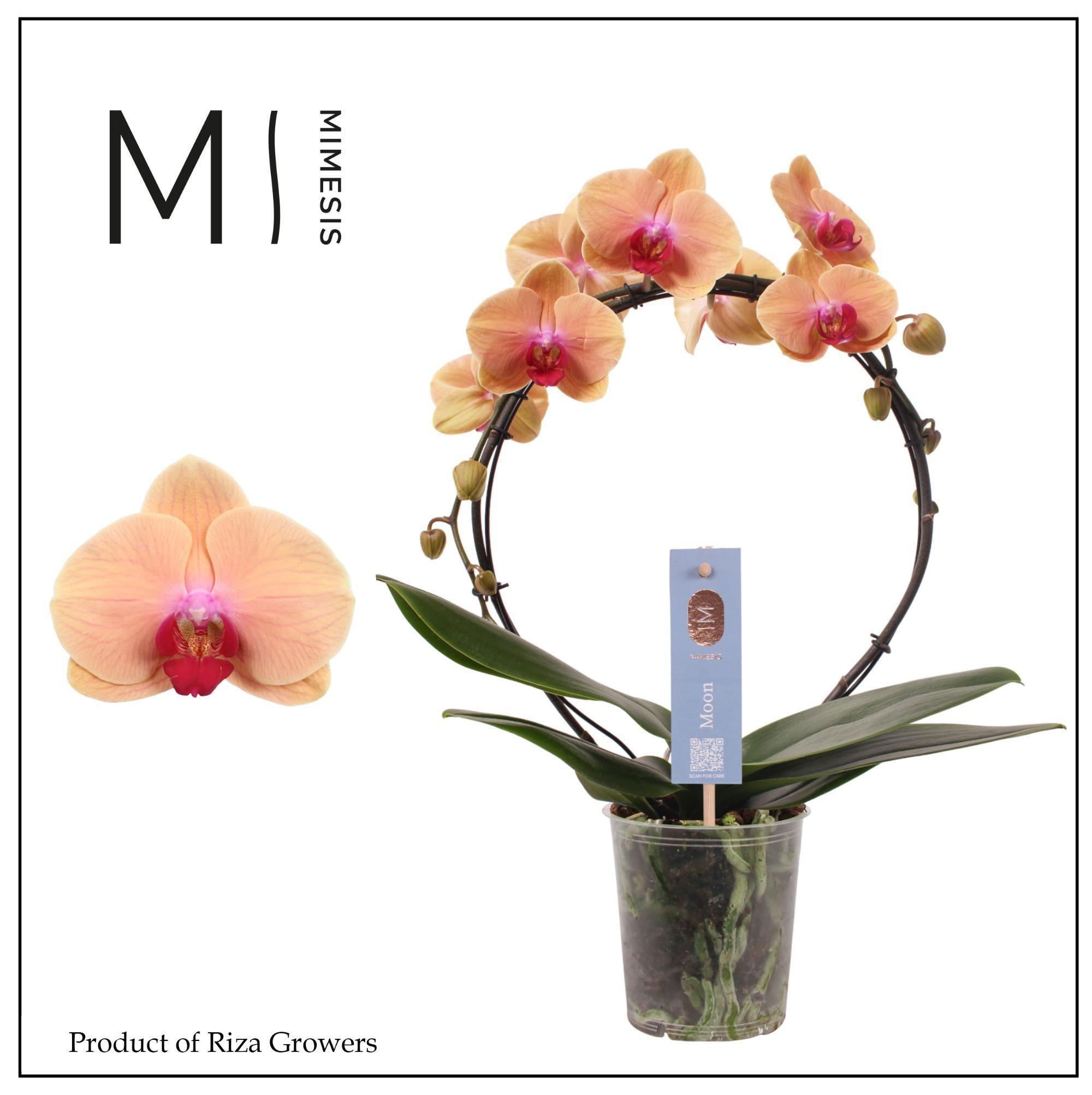 Горшечные цветы и растения оптом Phal Moon Salmon 16+ (mimesis) от 4шт из Голландии с доставкой по России