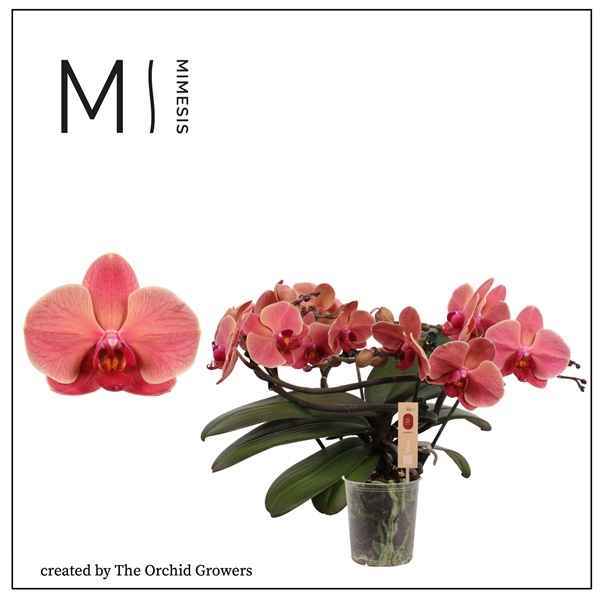 Горшечные цветы и растения оптом Phal 2st Muse Orange 25+ (orchid Growers) от 3шт из Голландии с доставкой по России