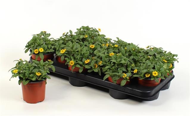 Горшечные цветы и растения оптом Sanv Procumbens от 12шт из Голландии с доставкой по России