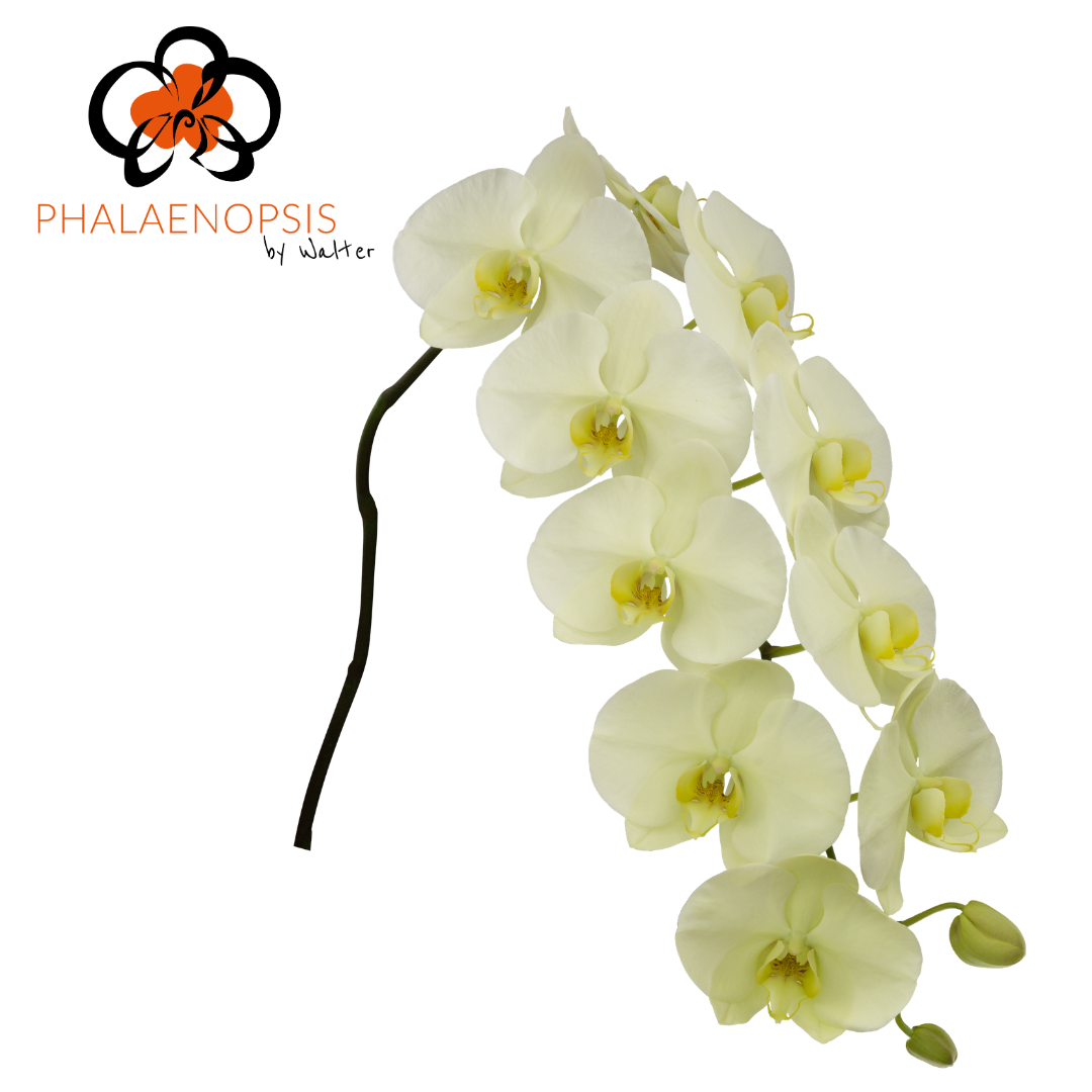Срезанные цветы оптом Phalaenopsis limon bella (per stem) от 12шт из Голландии с доставкой по России