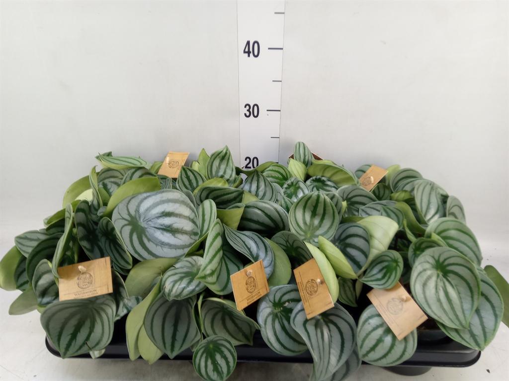 Горшечные цветы и растения оптом Peperomia Argyreia от 8шт из Голландии с доставкой по России