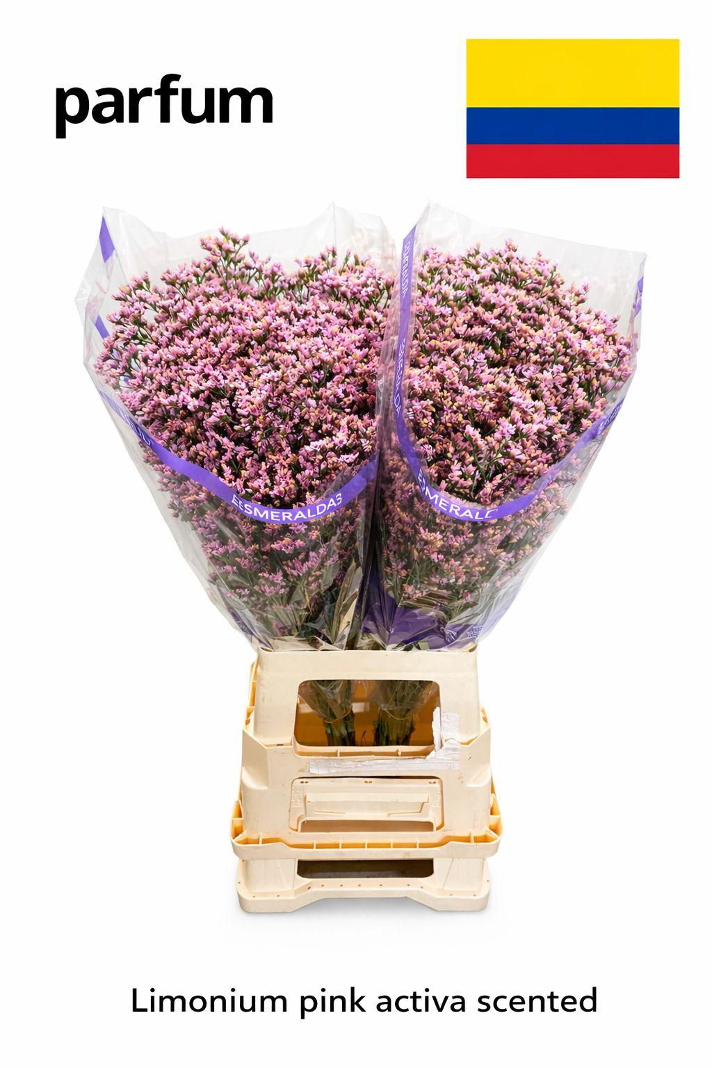 Срезанные цветы оптом Limonium pink activa (scented) от 50шт из Голландии с доставкой по России