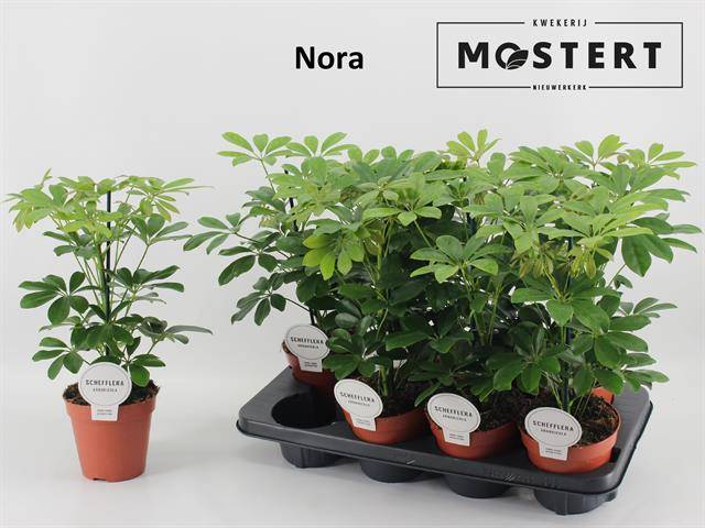 Горшечные цветы и растения оптом Schefflera Nora от 8шт из Голландии с доставкой по России