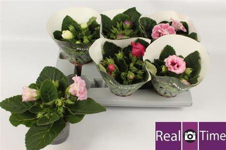 Горшечные цветы и растения оптом Sinningia Sonata Mix от 6шт (для телеги) из Голландии с доставкой по России