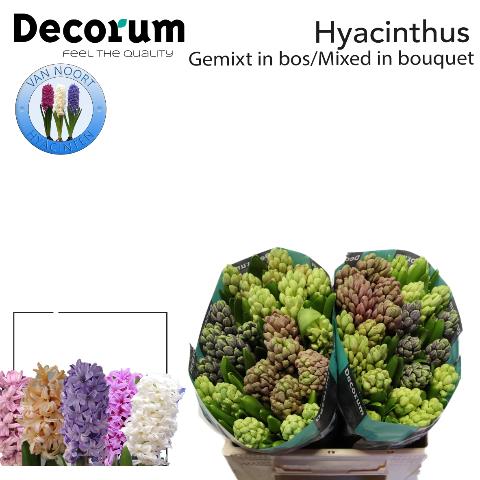 Срезанные цветы оптом Hyacinthus 5 colour mix in bucket от 50шт из Голландии с доставкой по России